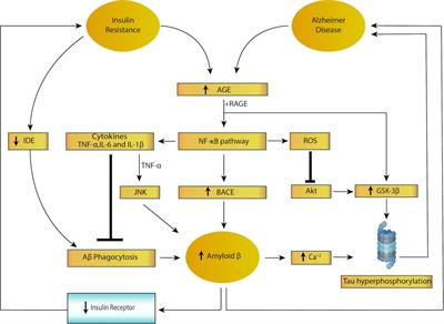 Insulin Resistance Exacerbates Alzheimer Disease via Multiple Mechanisms